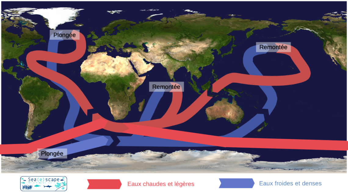 La circulation océanique Sea(e)scape