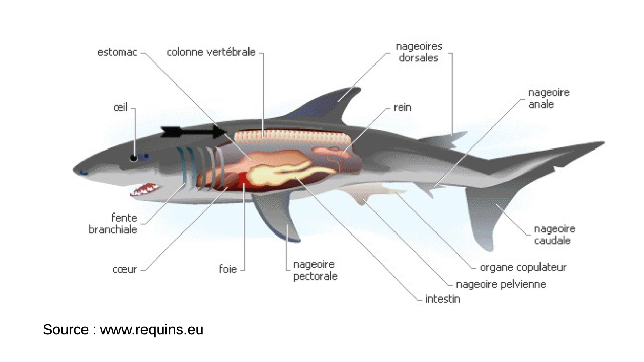 Les Requins - Sea(e)scape