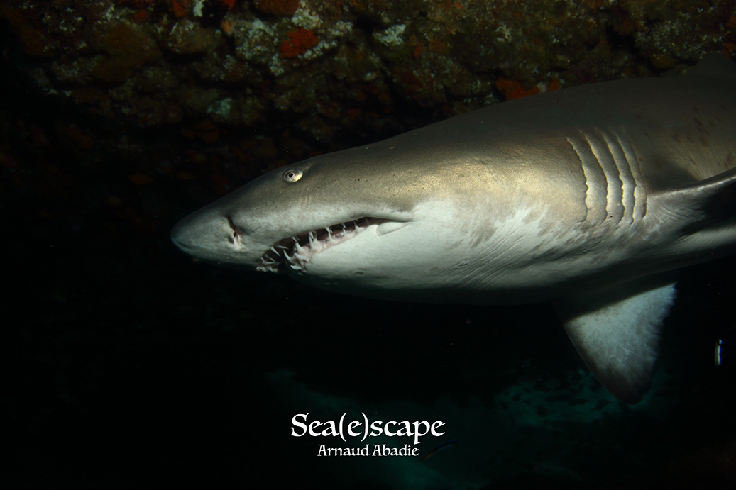 Les requins - Sea(e)scape