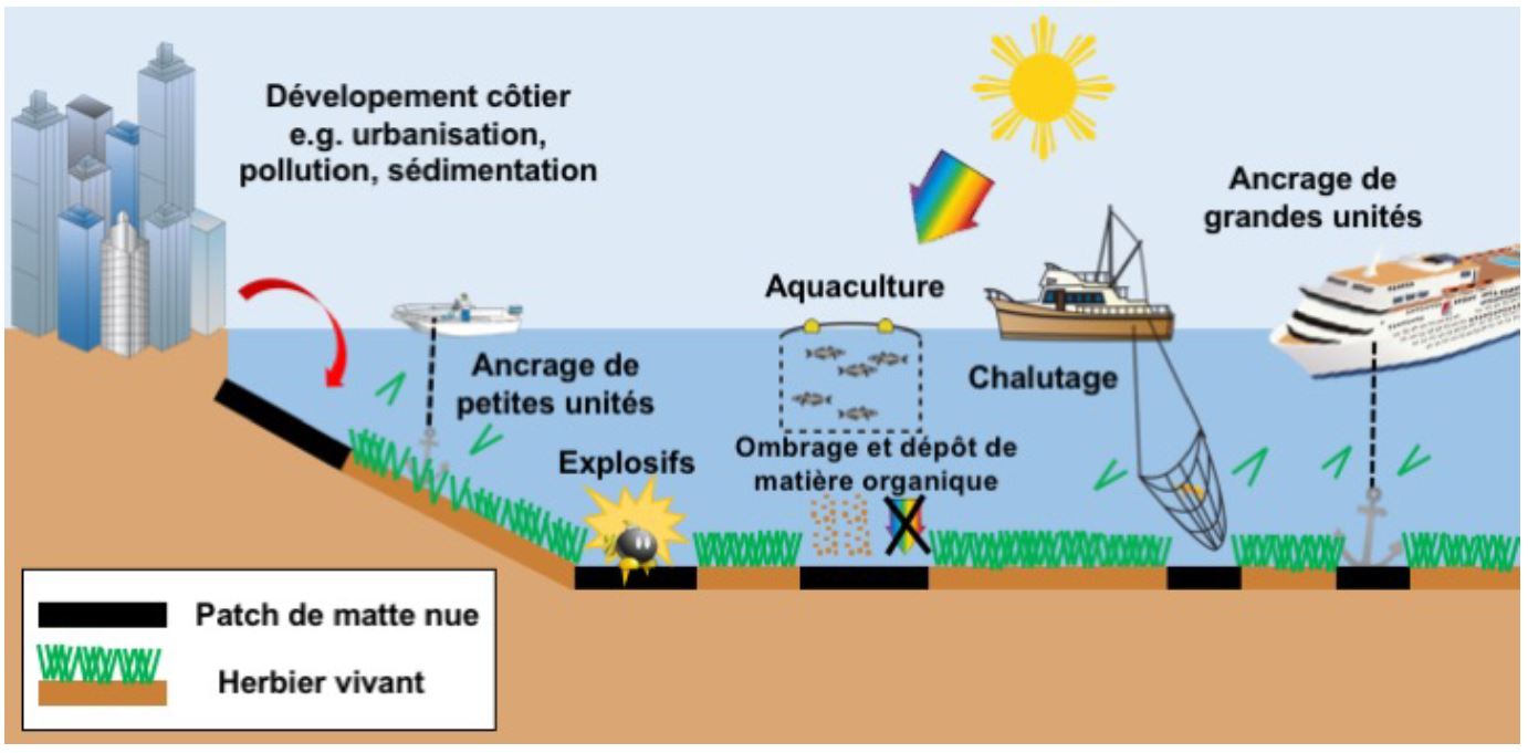 L'ancrage et la posidonie ne font pas bon ménage