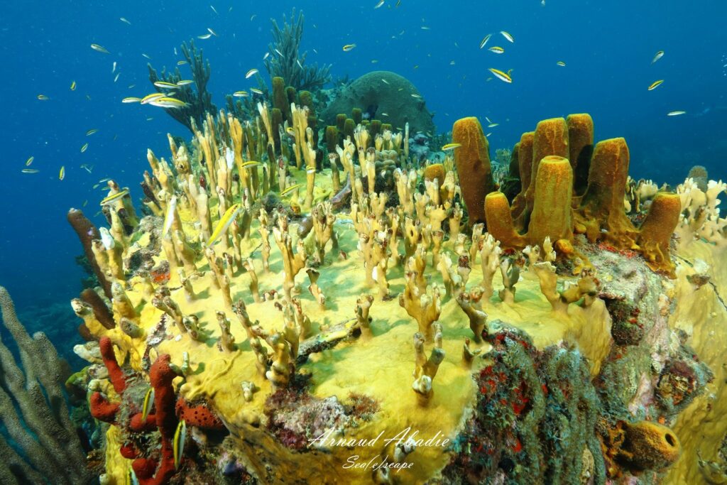 corail guadeloupe