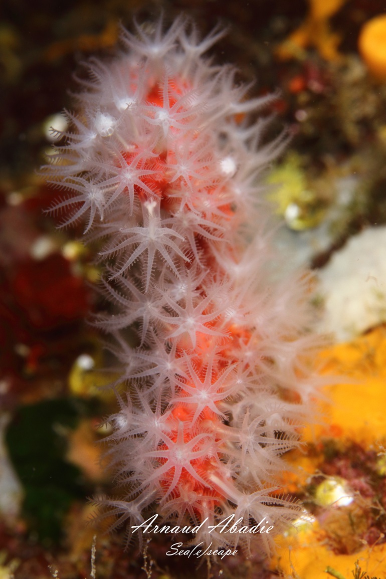 Non Collared Corail Le corail et ses récifs - Sea(e)scape