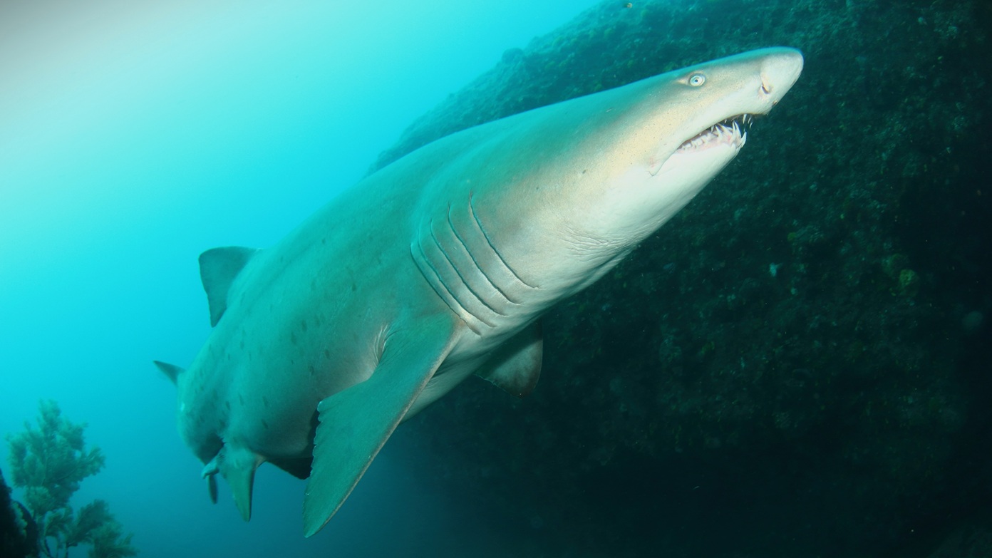 Le requin taureau - Sea(e)scape