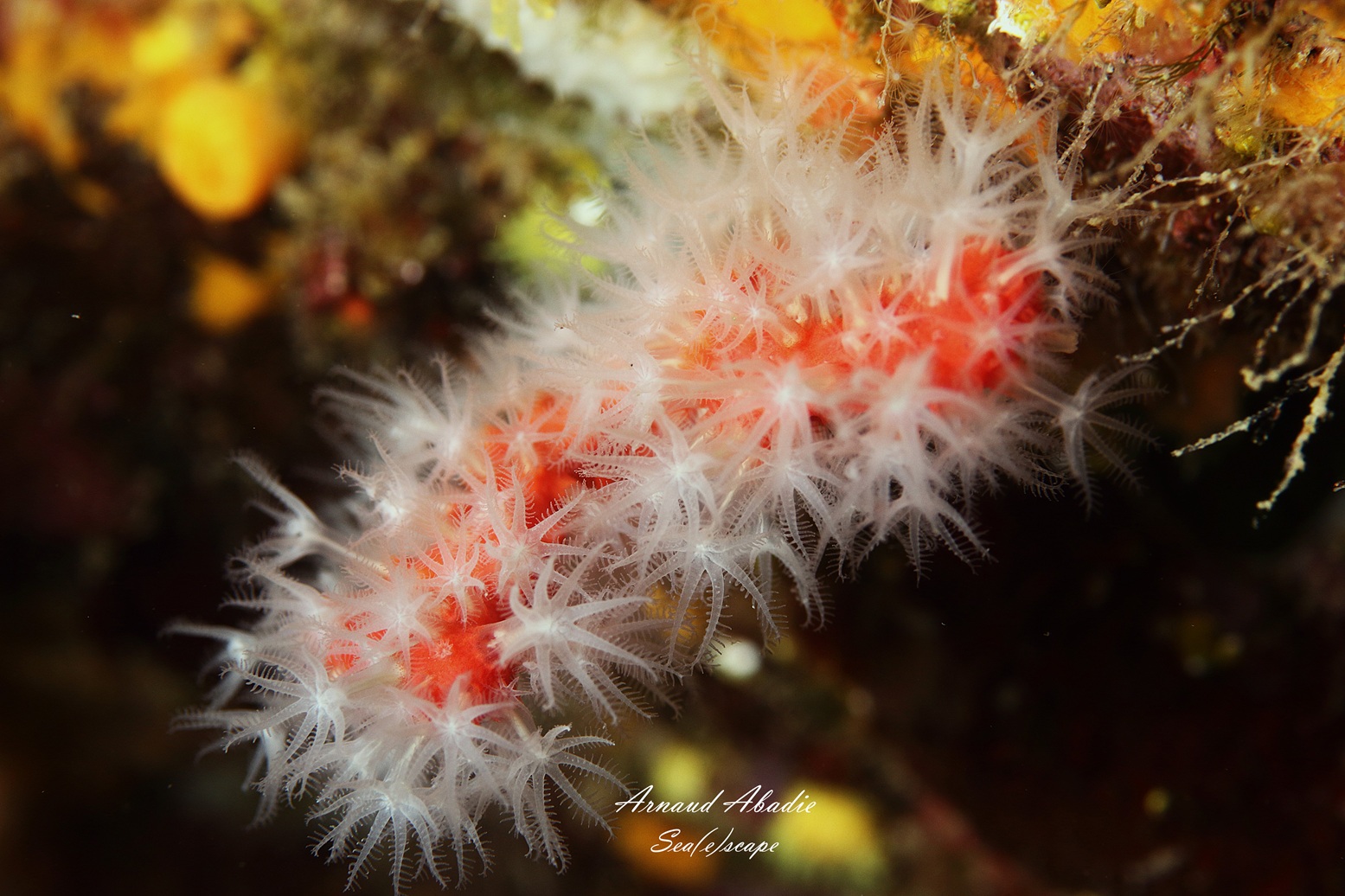 Le corail rouge de Méditerranée - Sea(e)scape